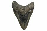 Bargain, Fossil Megalodon Tooth - North Carolina #345670-1